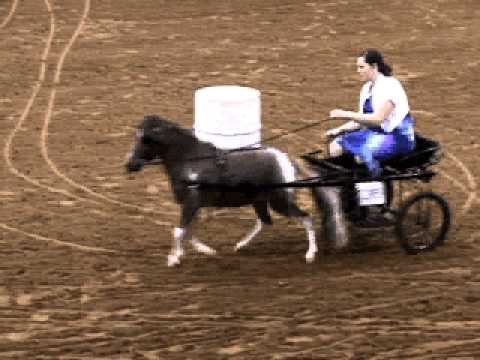 miniature poney chariot races