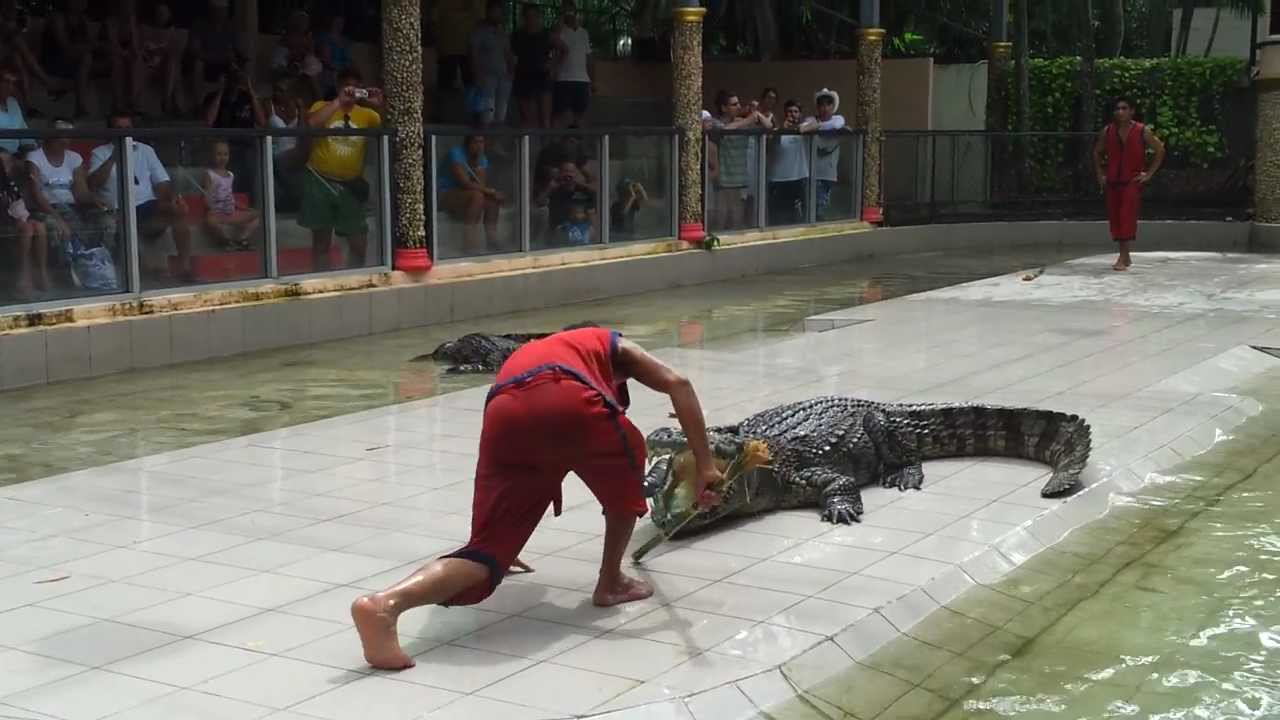 Phuket "Zoo" - Animal Cruelty - Take II - YouTube