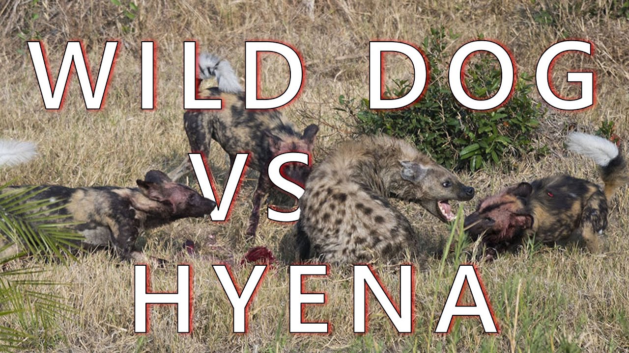 INCREDIBLE Wild Dog KILL YouTube