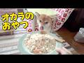 お初!オカラのおやつ気に入ってもらえるでしょうか? ASMR柴犬小夏