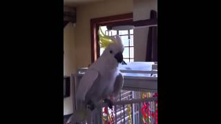 Stevie the Gangnam style cockatoo