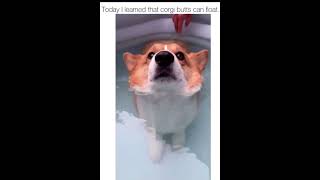 Corgi butts can float - corgi floating in water - corgi floating in tub #shorts #corgi