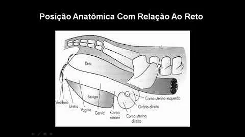 Como aprender a fazer toque em vaca?