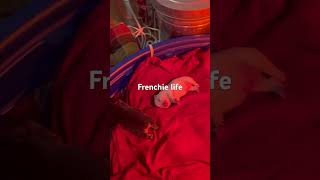 5 Frencies