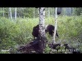 Медведица с пятью медвежатами. Female brown bear with 5 cubs.