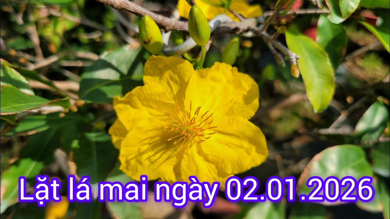 Tiếp tục lặt lá mai ngày 02.01.2026