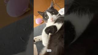 don't touch me 😤 #cat #trending #shorts