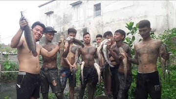 See how Vietnamese catch Korean snakehead fish | korea snakehead || #dhtchannel