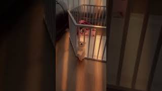 This puppy will stop at NOTHING to escape its pen! #shorts #funny #funnydog #cutedog #cute #puppy