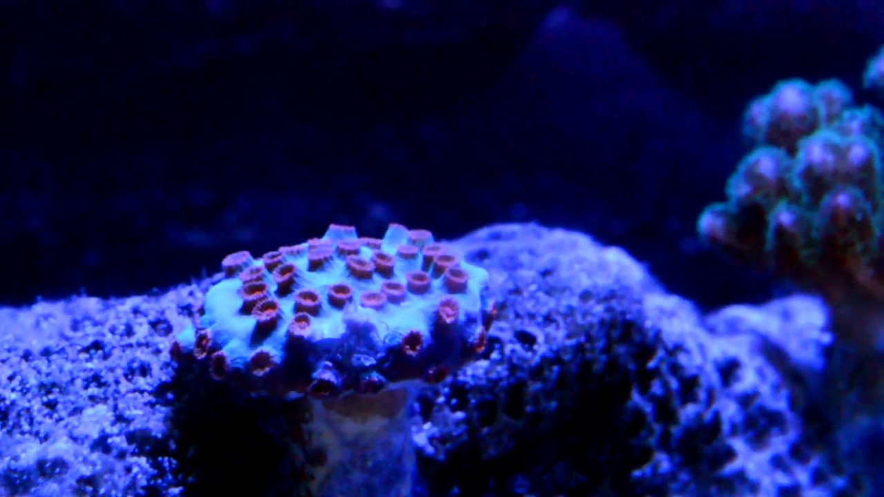 camera iphone 8 plus apk Pocillopora & Cyphastrea (Meteor Shower Coral)