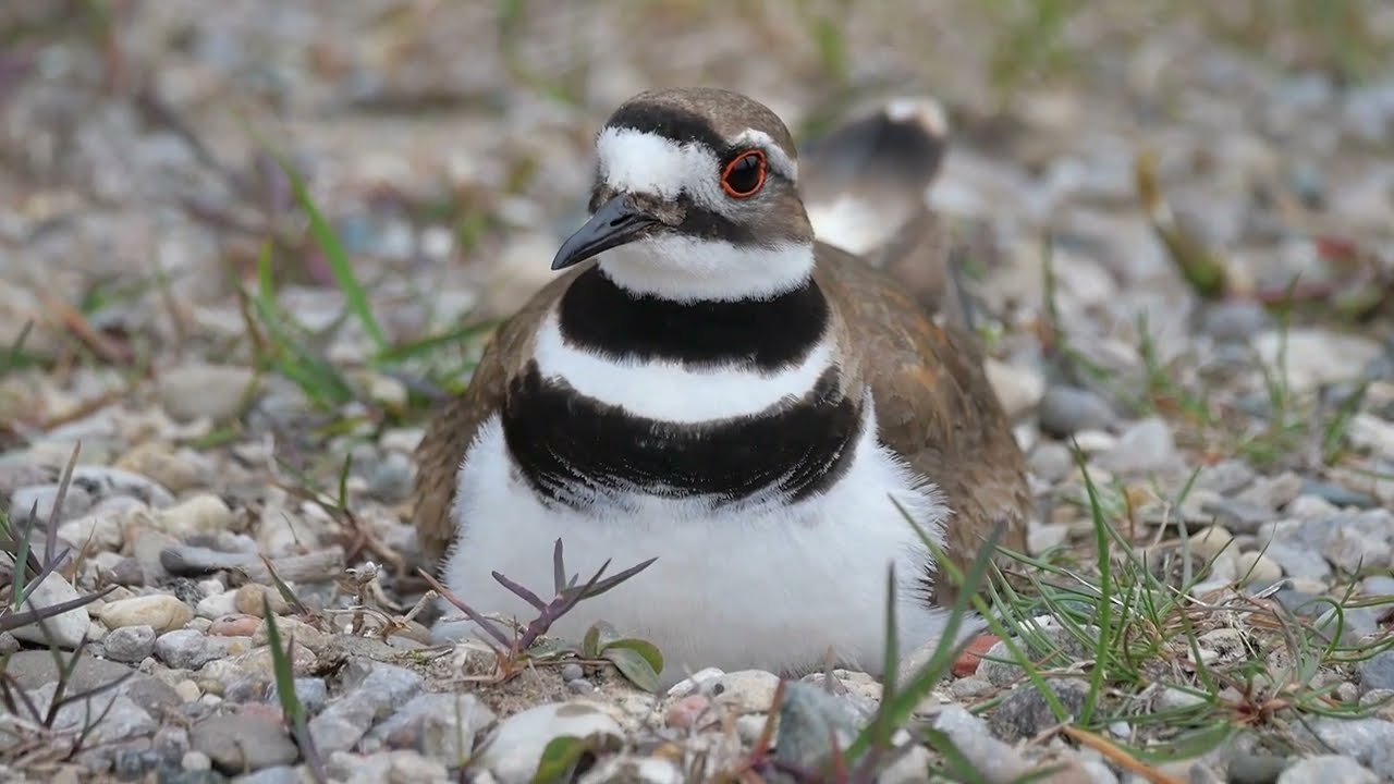 Killdeer (Charadrius vociferus) on nest - Tawas Point (USA Michigan) 19-5-2023