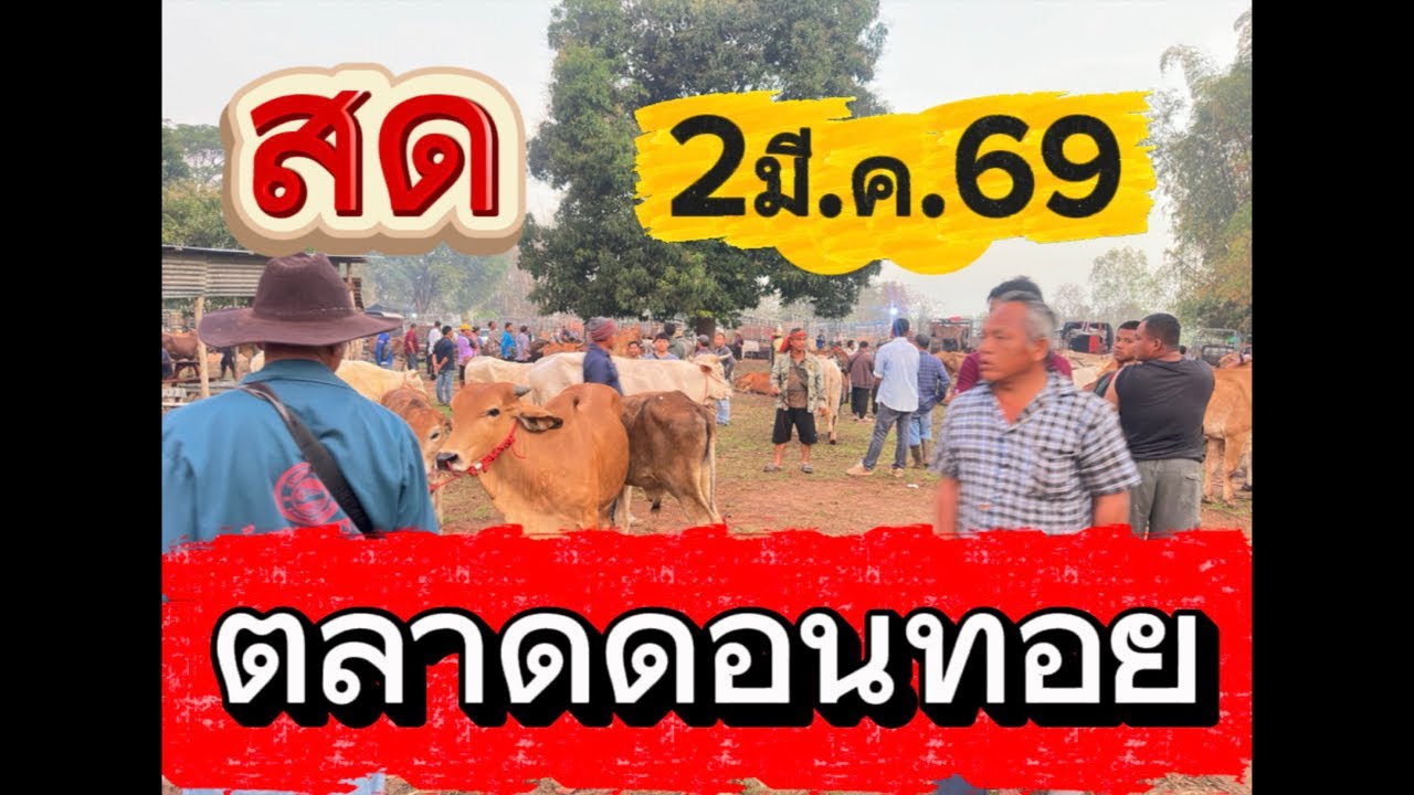 ชมบรรยากาศตลาดนัดโคกระบือดอนทอย อ..อากาศ จ.สกลนคร #ราคาวัววันนี้ 2/3/69