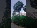 ilayaraja song