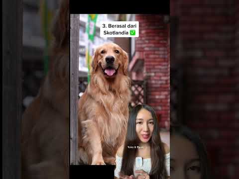 Video: Adakah golden retriever banyak menumpahkan?