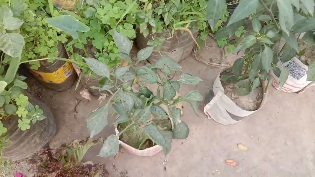 ছাদ বাগানের লেবু ধরেছে সিডলেস চায়না,নানারকম,ফুলফল,সবজী গাছ,মুরগী।