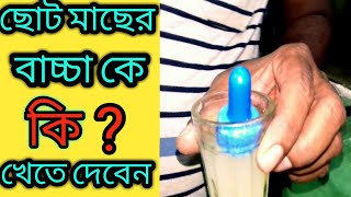 বাচ্চা মাছের খাবার || Baby Fish Food || Fish Food