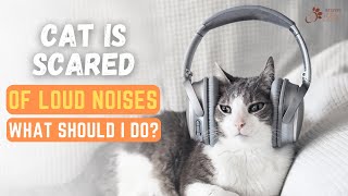 How to Deal With a Cat That Is Scared of Loud Noises