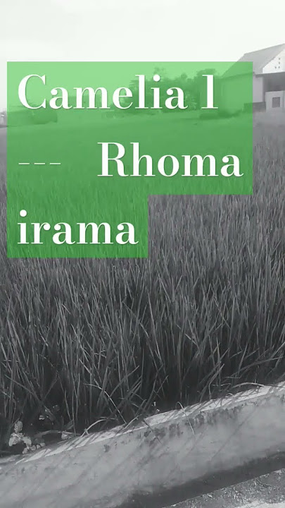 Camelia 1 - Rhoma irama #shortsviral