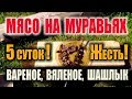 ВЯЛЕНОЕ МЯСО, ШАШЛЫК, КОНСЕРВАЦИЯ МЯСА МУРАВЬЯМИ. Пробуем муравьиные деликатесы - это Бушкрафт