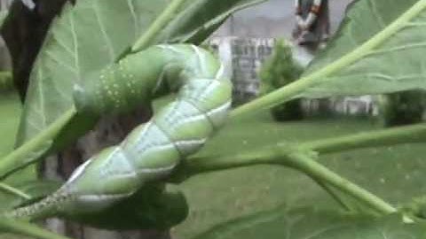 SilkWorm Refervince Video