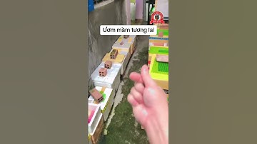 Mưa quá nên dùng đở thùng xốp nuôi cá lóc