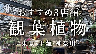 観葉植物を買うならオススメのお店3選