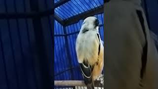 Cendet Gacor Isian setiakicau  cendet cendetgacor cendetisian  pancingancendet