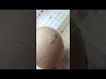 Peacock egg hatching open on day 27 in incubator