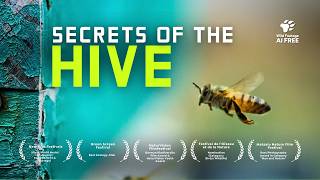 Are “Killer Bees” our only Hope | 4K Nature Documentary