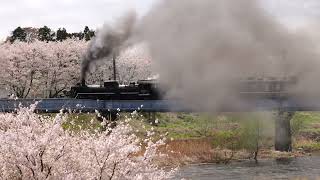 2026シーズン初運行桜満開ばんえつ物語しあわせの風ふくしま Jr East Steam Locomotive C57-180 In Banetsu-West-Line 2026.4.11