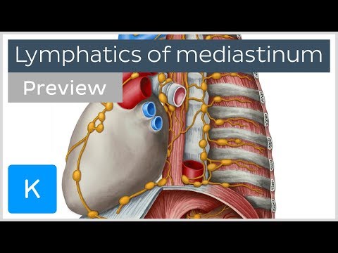 Lymph nodes and vessels of the mediastinum (preview) - Human Anatomy | Kenhub