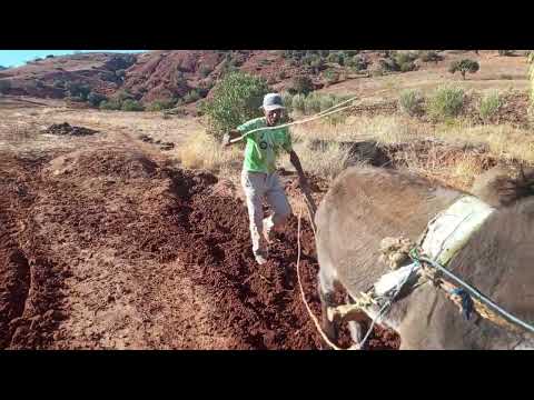 الله انعل بو تامارا أ ليمخلي راسو تقفل عليه سويفي موا توجور ليطرافو