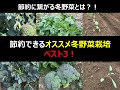 【節約生活】冬野菜栽培 オススメ節約野菜ベスト3！