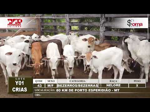 LOTE Y01  CRIAS