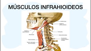 MÚSCULOS INFRAHIOIDEOS ✅ Anatomía