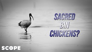 Are Ibises Sacred (Or Just Bin Chickens?)