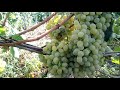 Сорт винограда Восторг на 20 августа 2020г