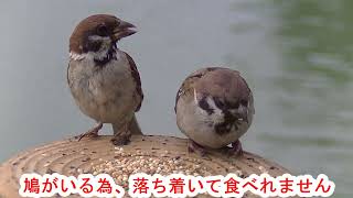 支柱の餌場に飛んで来る雀達、他、（天満宮、他） - YouTube