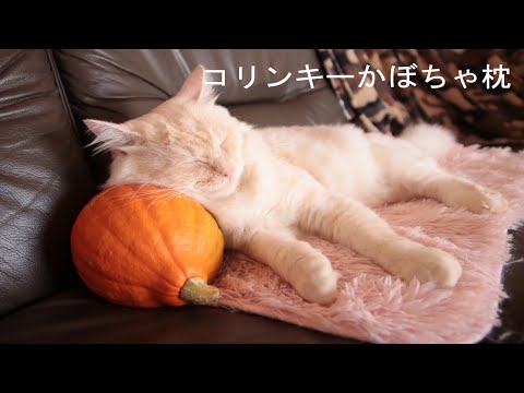 コリンキーかぼちゃ枕　201103