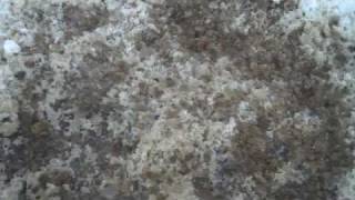 Magic Salt VS. Rock Salt deicer comparison (part 2)