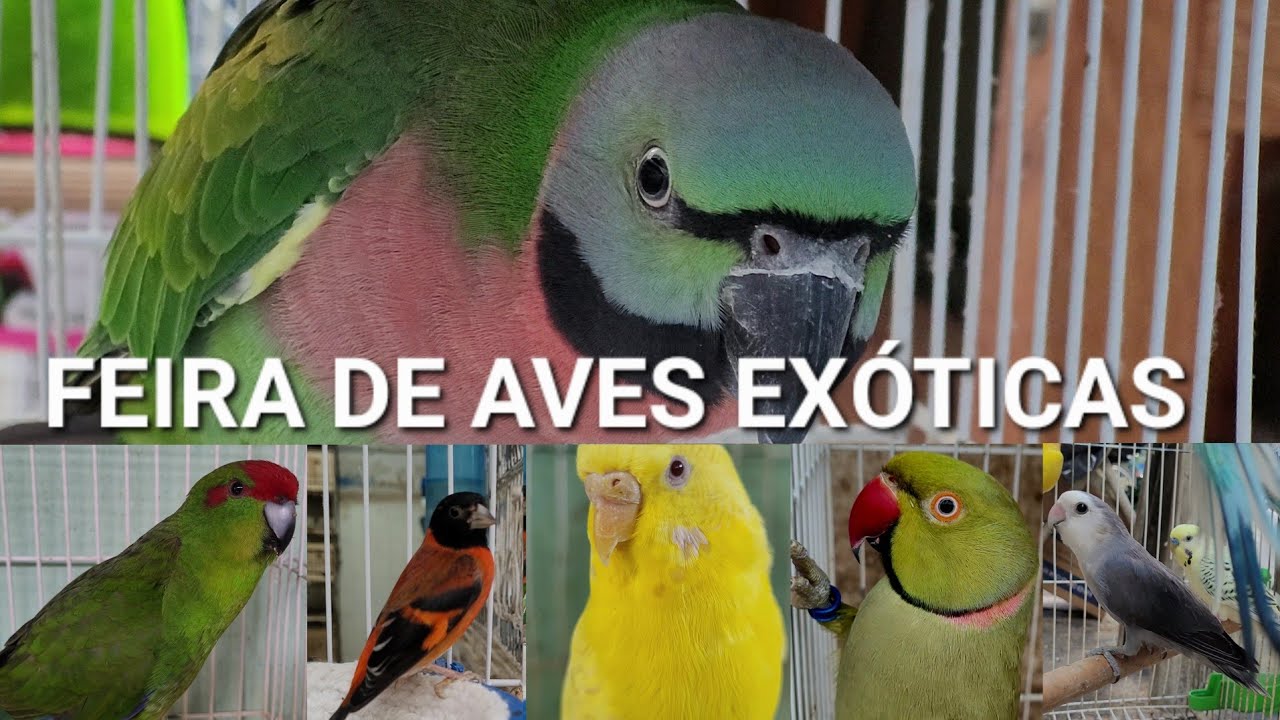 Feira de aves exóticas na Madalena 