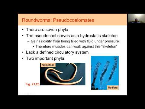 ቪዲዮ: Lophorate ምን ይመስላል?