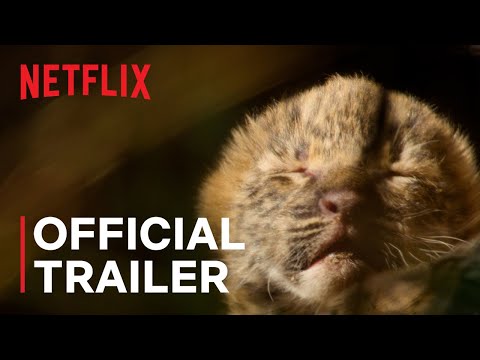 Living with Leopards | Official Trailer | Netflix