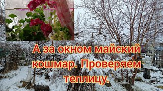 За окном майский кошмар. Проверяю теплицу. Выдержали ли цветы.