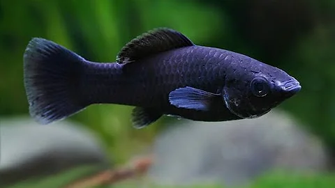 Are black mollies aggressive?