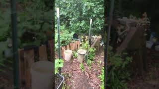 Raised bed garden progress #ihavethisthingwithplants