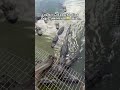 It took me a while to even comprehend that the sound was coming from the alligators