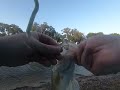 Fishing for big bass,Again!!!! Trying to get a big for the online tournament 