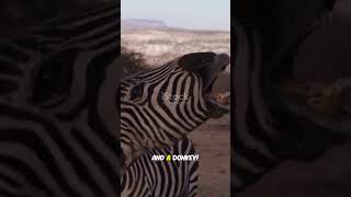 What Zebras Sound Like? #shorts Net Worth