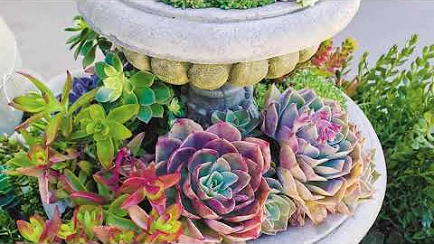 Landscaping With Cactus 9 Ways To Add Color And Structure To Your Yard 22